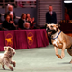 Illustration for article titled Nitro Expected To Win Westminster Dog Fight